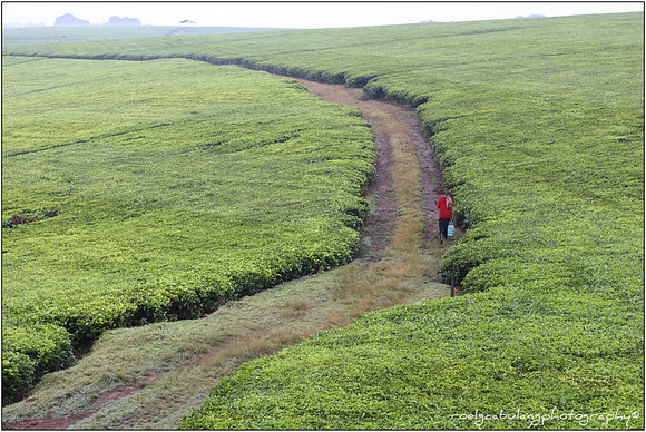 Lonely Path