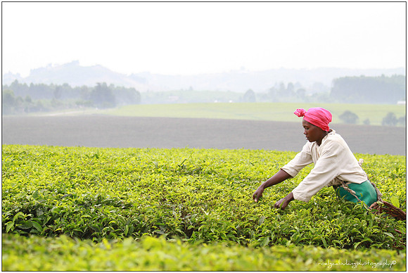The Hard Labor of Tea-Making