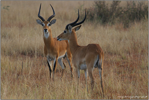 Two Males...Just Like in New York