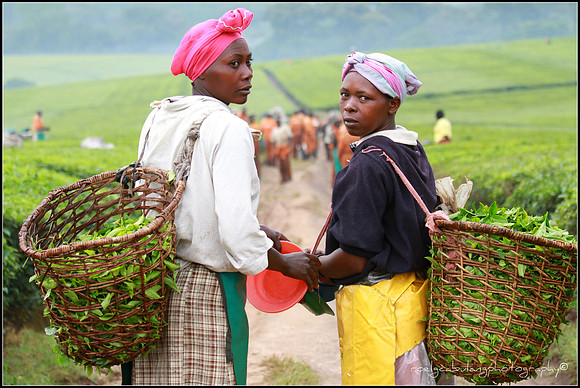 Meet Your Tea Pluckers