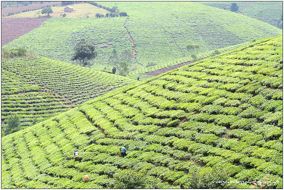 Tea Village
